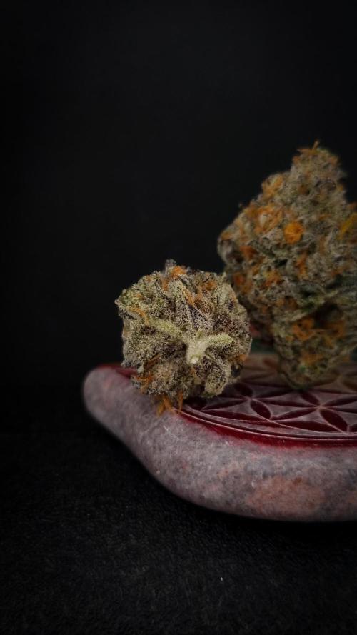 Papayton Fastbuds NFT. Week 16 - Cured