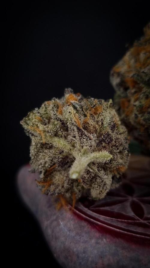 Papayton Fastbuds NFT. Week 16 - Cured