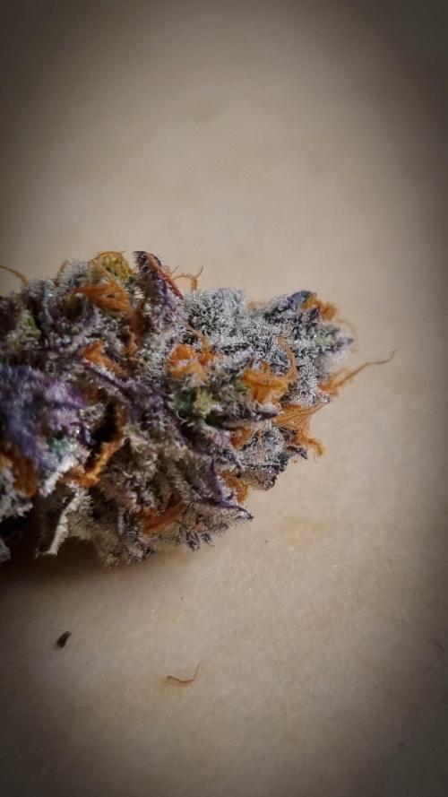 Papayton Fastbuds NFT. Week 16 - Going to jar