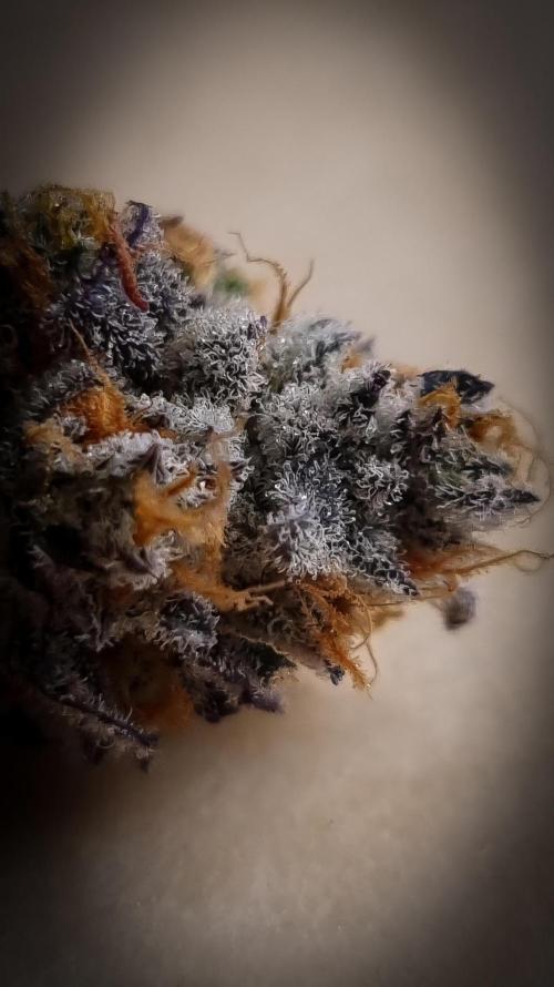 Papayton Fastbuds NFT. Week 16 - Going to jar