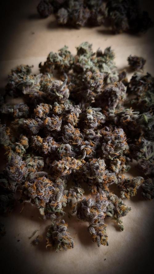 Papayton Fastbuds NFT. Week 16 - Going to jar