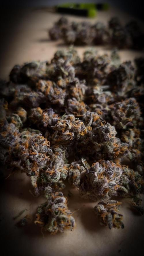 Papayton Fastbuds NFT. Week 16 - Going to jar