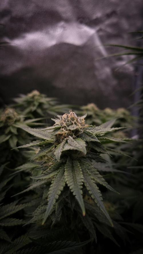 Sherbelato Cake #2 Dutch Passion SOIL. Week 14 - Day 35