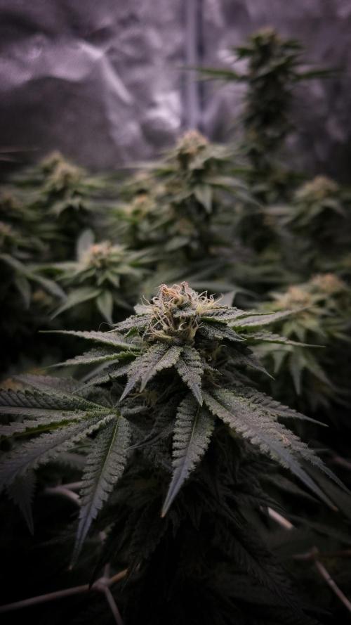 Sherbelato Cake #2 Dutch Passion SOIL. Week 14 - Day 35