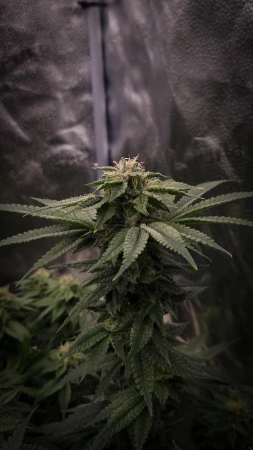 Sherbelato Cake #2 Dutch Passion SOIL. Week 14 - Day 35