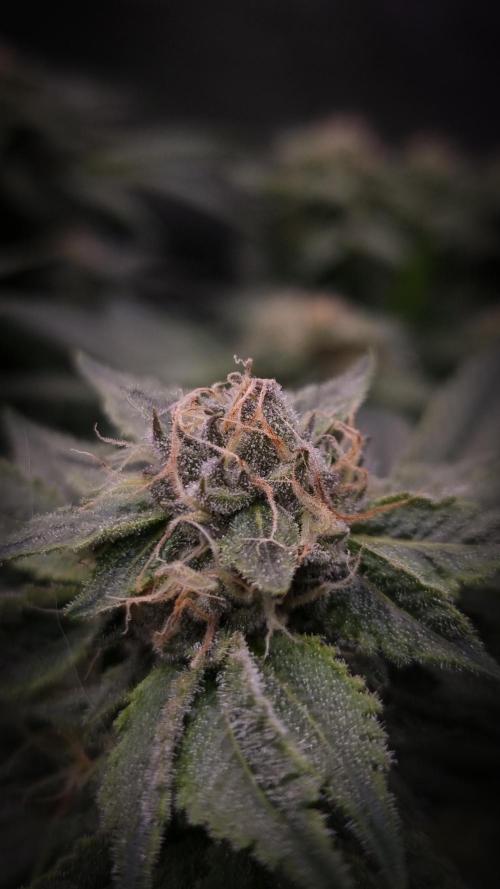 Sherbelato Cake #2 Dutch Passion SOIL. Week 14 - Day 35