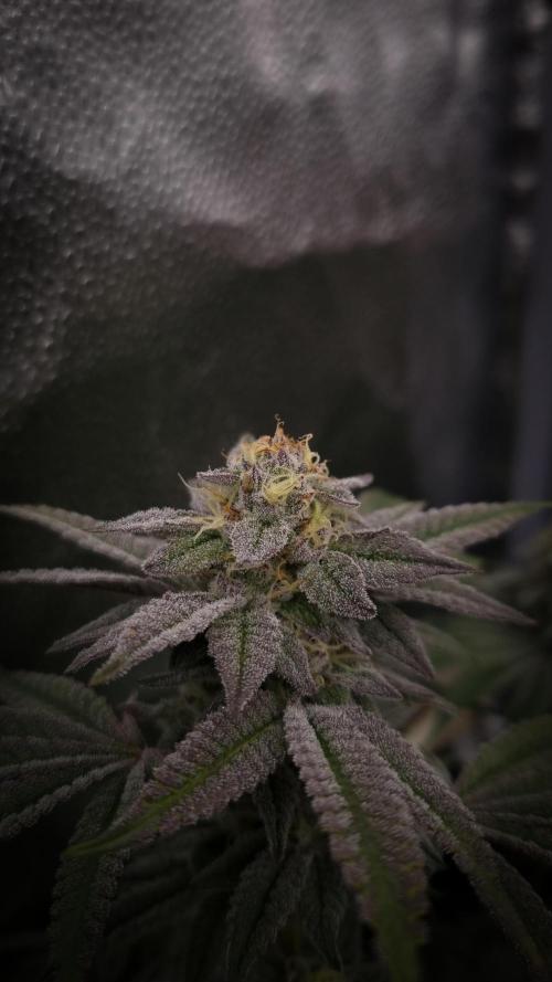 Midnight Candy HappyPlant420 SOIL. Week 14 - Day 35