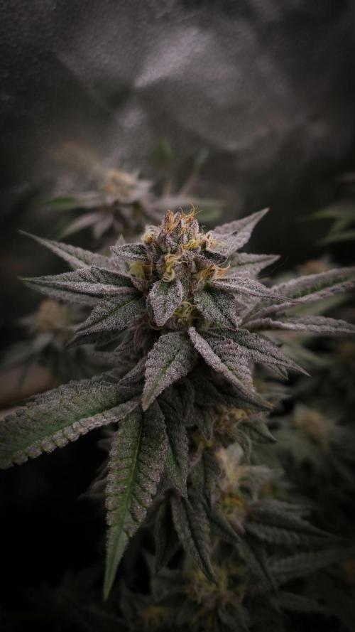 Midnight Candy HappyPlant420 SOIL. Week 14 - Day 35