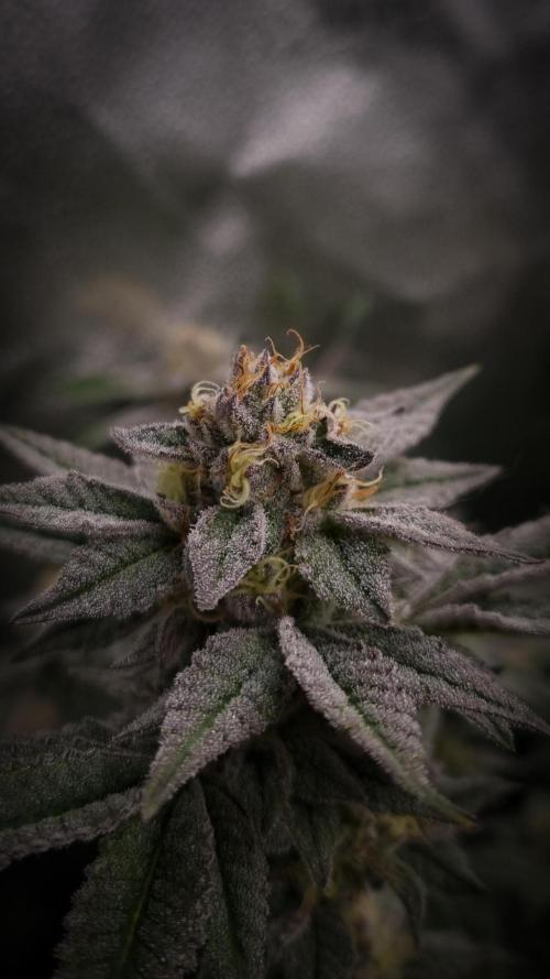 Midnight Candy HappyPlant420 SOIL. Week 14 - Day 35