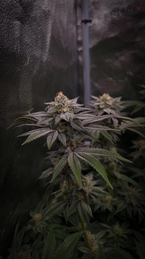 Midnight Candy HappyPlant420 SOIL. Week 14 - Day 35