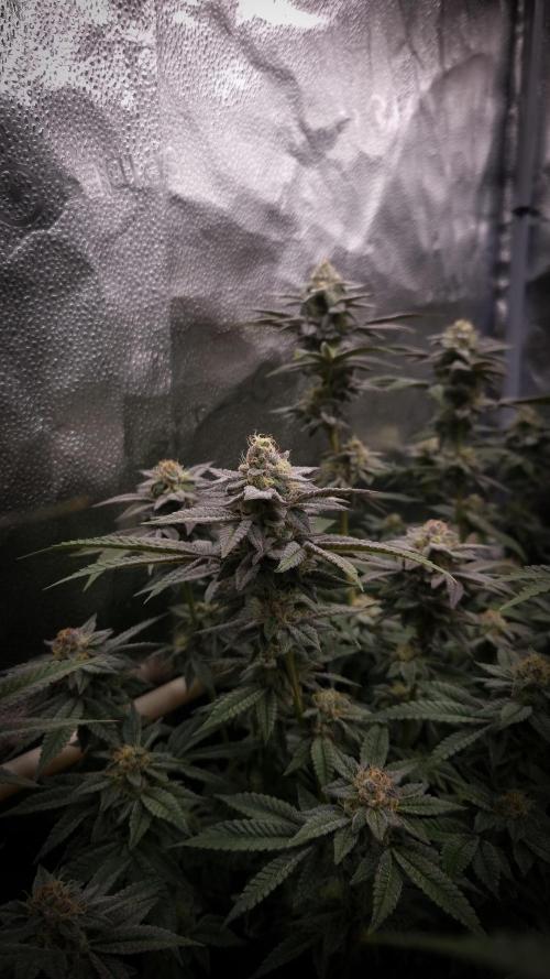 Midnight Candy HappyPlant420 SOIL. Week 14 - Day 35