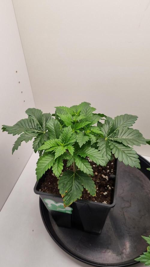 Grandpa Zombie IZI seeds SOIL. Week 3 - Day 21