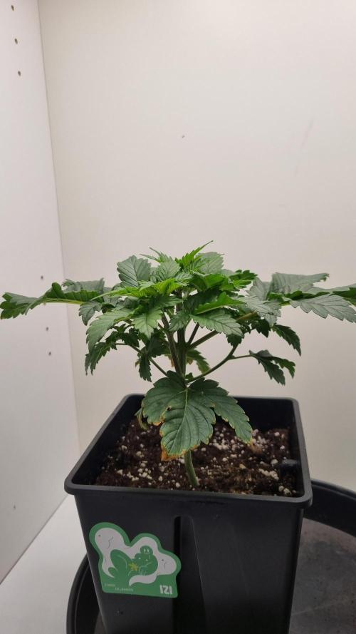 Grandpa Zombie IZI seeds SOIL. Week 3 - Day 21