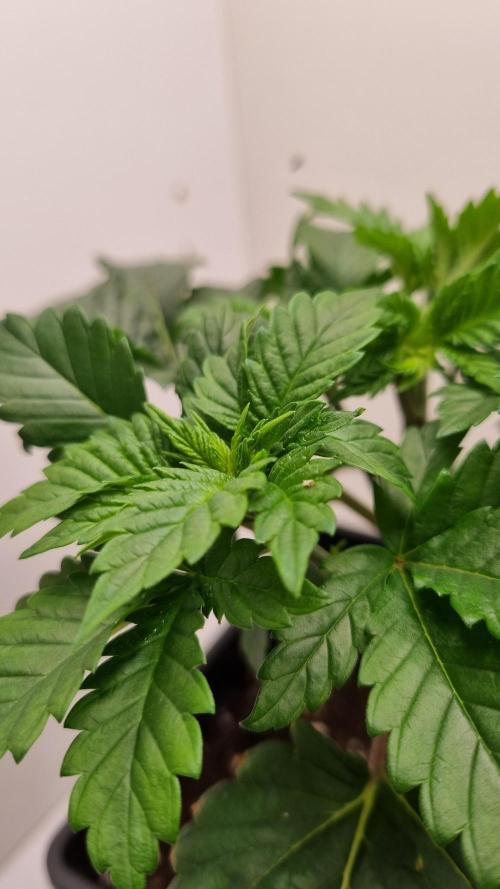 Grandpa Zombie IZI seeds SOIL. Week 3 - Day 21