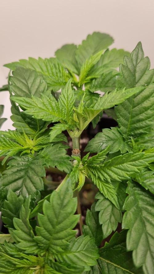 Grandpa Zombie IZI seeds SOIL. Week 3 - Day 21