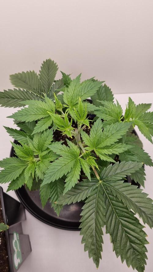 Sticky Broccoli Zamnesia SOIL. Week 3 - Day 21