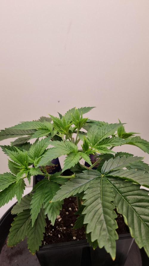 Sticky Broccoli Zamnesia SOIL. Week 3 - Day 21