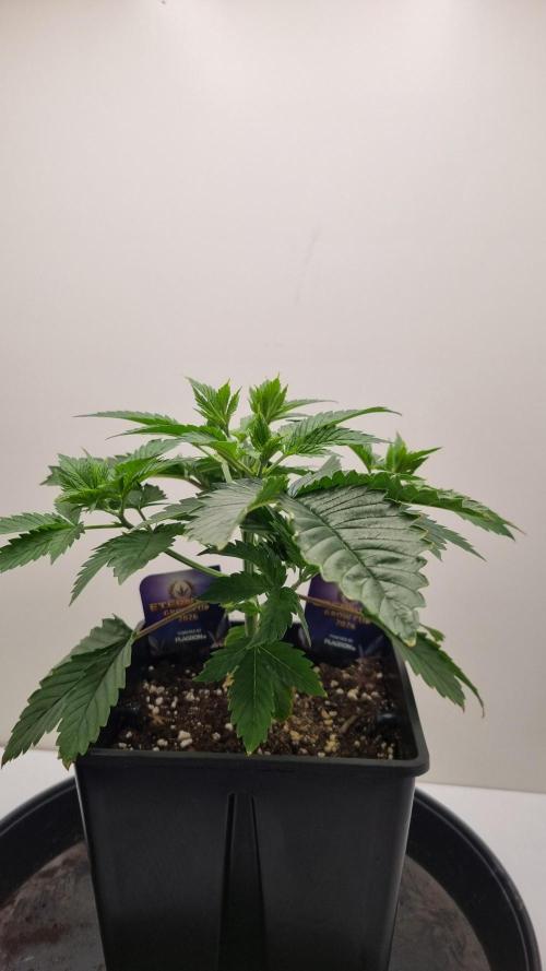 Sticky Broccoli Zamnesia SOIL. Week 3 - Day 21