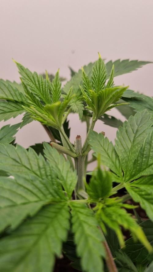 Sticky Broccoli Zamnesia SOIL. Week 3 - Day 21