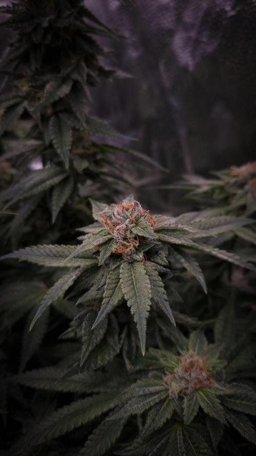 Sherbelato Cake #2 Dutch Passion SOIL. Week 15 - Day 42