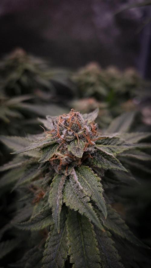 Sherbelato Cake #2 Dutch Passion SOIL. Week 15 - Day 42