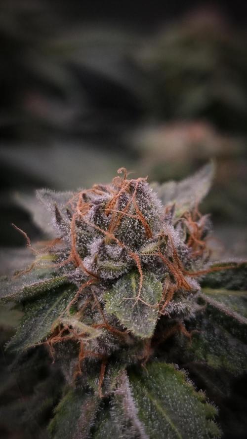 Sherbelato Cake #2 Dutch Passion SOIL. Week 15 - Day 42