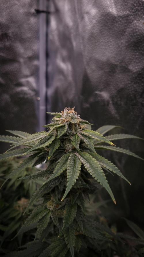 Sherbelato Cake #2 Dutch Passion SOIL. Week 15 - Day 42