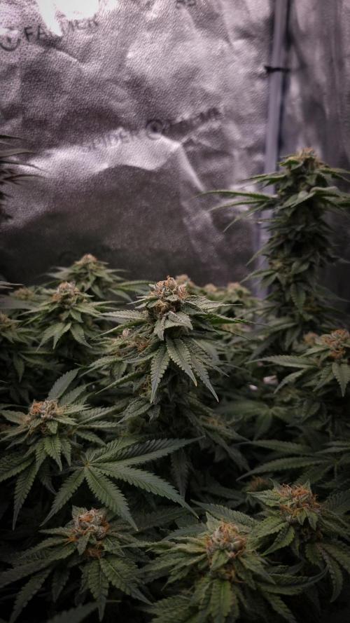 Sherbelato Cake #2 Dutch Passion SOIL. Week 15 - Day 42