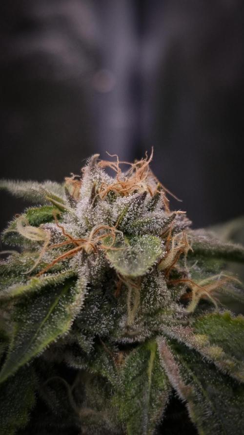 Sherbelato Cake #2 Dutch Passion SOIL. Week 15 - Day 42