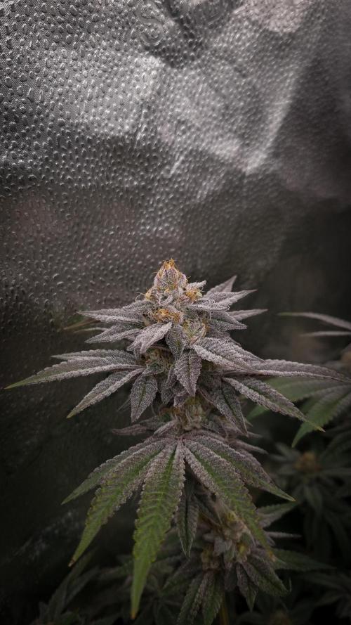 Midnight Candy HappyPlant420 SOIL. Week 15 - Day 42