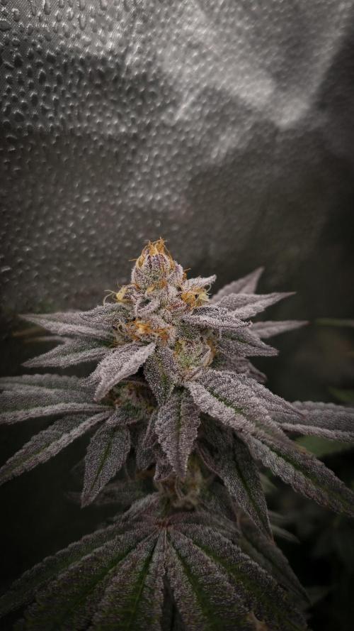 Midnight Candy HappyPlant420 SOIL. Week 15 - Day 42