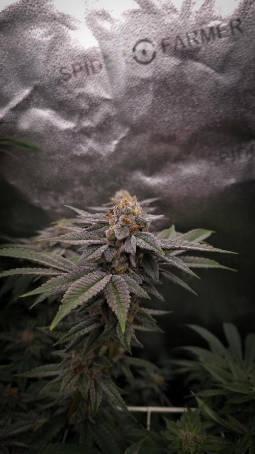 Midnight Candy HappyPlant420 SOIL. Week 15 - Day 42