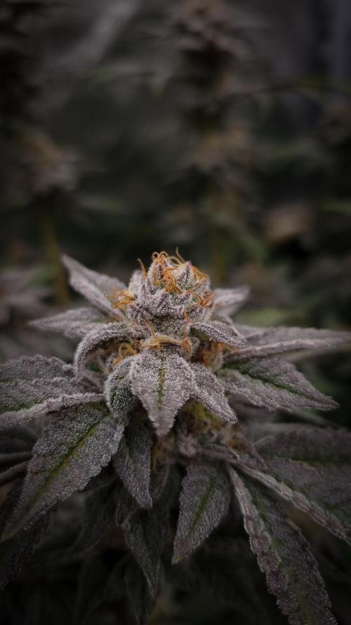 Midnight Candy HappyPlant420 SOIL. Week 15 - Day 42