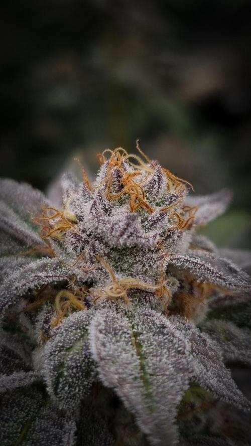 Midnight Candy HappyPlant420 SOIL. Week 15 - Day 42