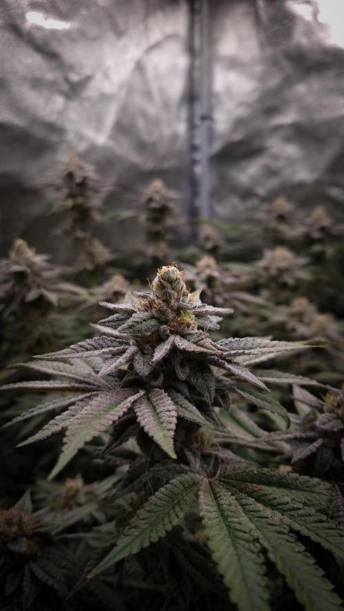 Midnight Candy HappyPlant420 SOIL. Week 15 - Day 42