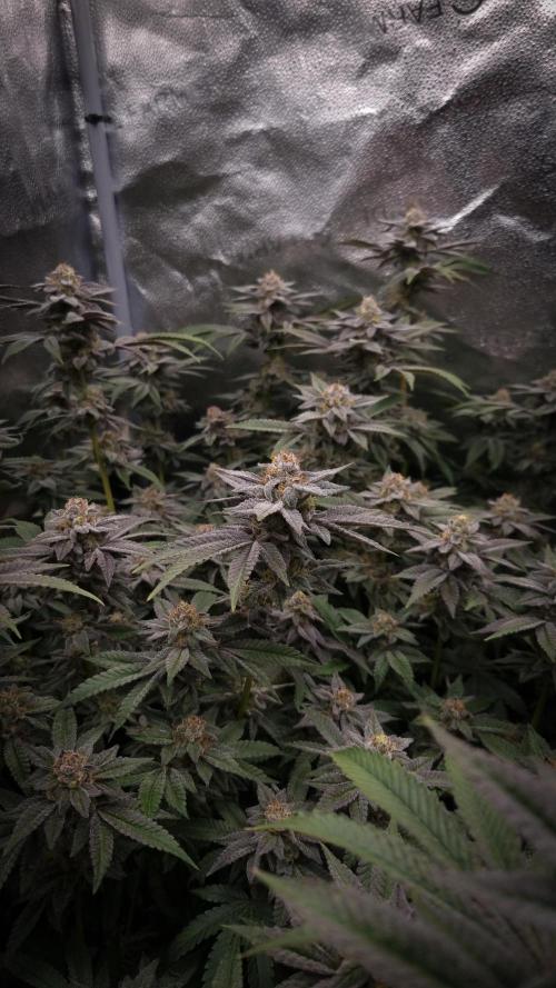 Midnight Candy HappyPlant420 SOIL. Week 15 - Day 42