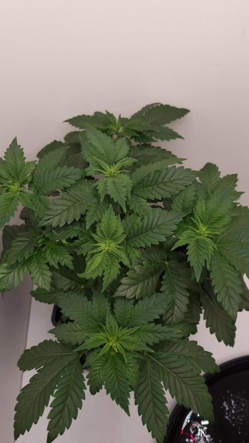 Grandpa Zombie IZI seeds SOIL. Week 4 - Day 28