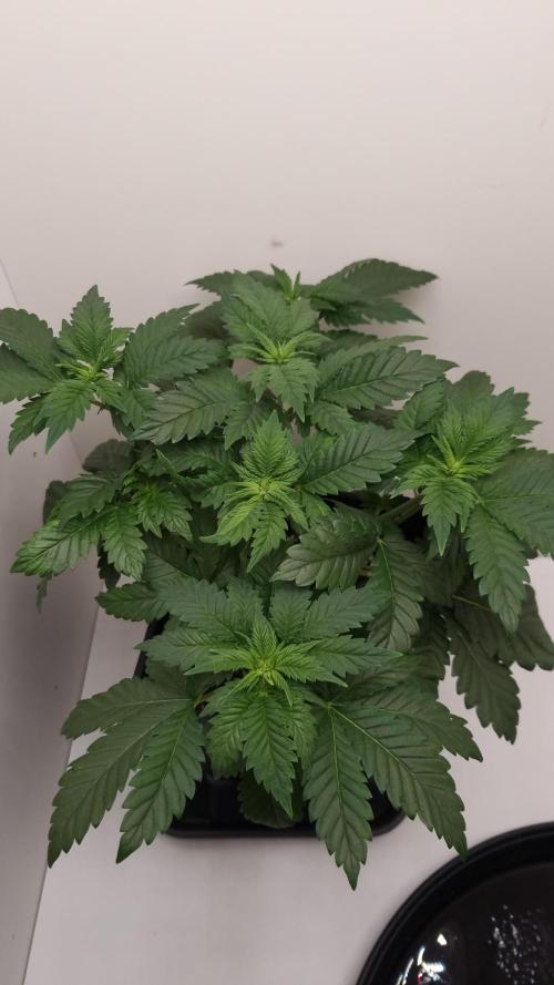 Grandpa Zombie IZI seeds SOIL. Week 4 - Day 28