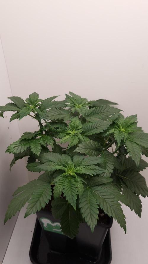 Grandpa Zombie IZI seeds SOIL. Week 4 - Day 28