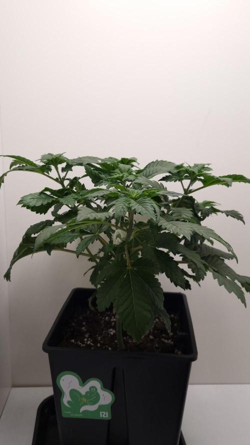 Grandpa Zombie IZI seeds SOIL. Week 4 - Day 28