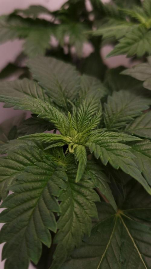 Grandpa Zombie IZI seeds SOIL. Week 4 - Day 28