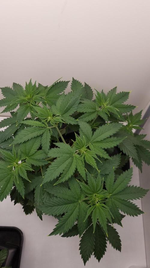 Sticky Broccoli Zamnesia SOIL. Week 4 - Day 28