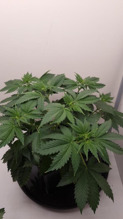 Sticky Broccoli Zamnesia SOIL. Week 4 - Day 28