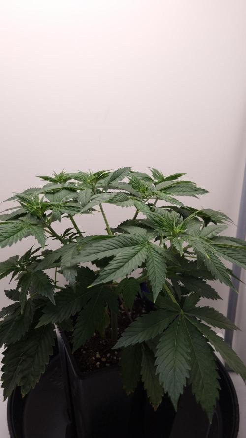 Sticky Broccoli Zamnesia SOIL. Week 4 - Day 28