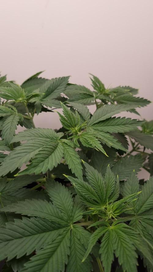 Sticky Broccoli Zamnesia SOIL. Week 4 - Day 28