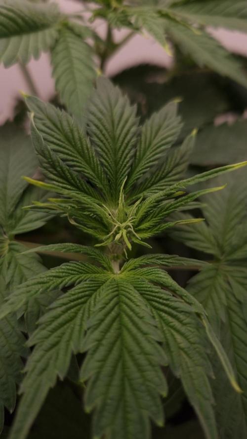 Sticky Broccoli Zamnesia SOIL. Week 4 - Day 28