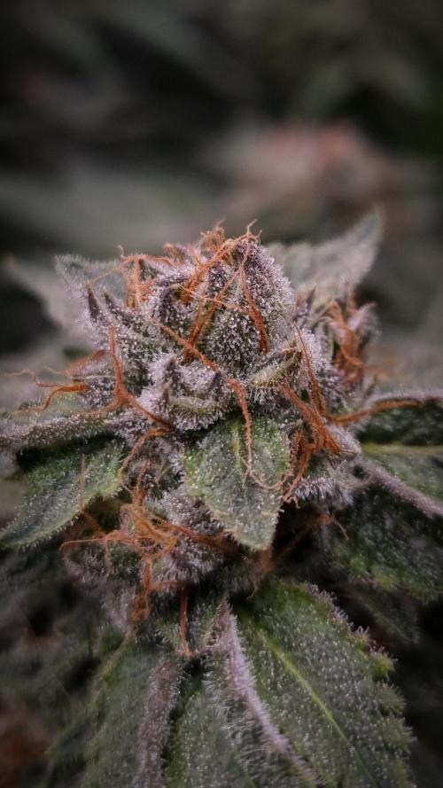 Sherbelato Cake #2 Dutch Passion SOIL. Week 16 - Day 49