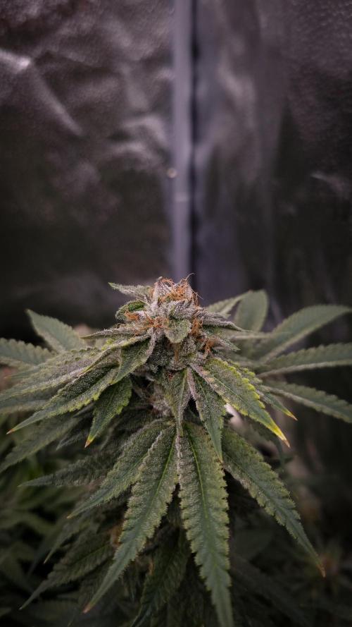 Sherbelato Cake #2 Dutch Passion SOIL. Week 16 - Day 49