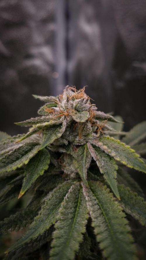 Sherbelato Cake #2 Dutch Passion SOIL. Week 16 - Day 49