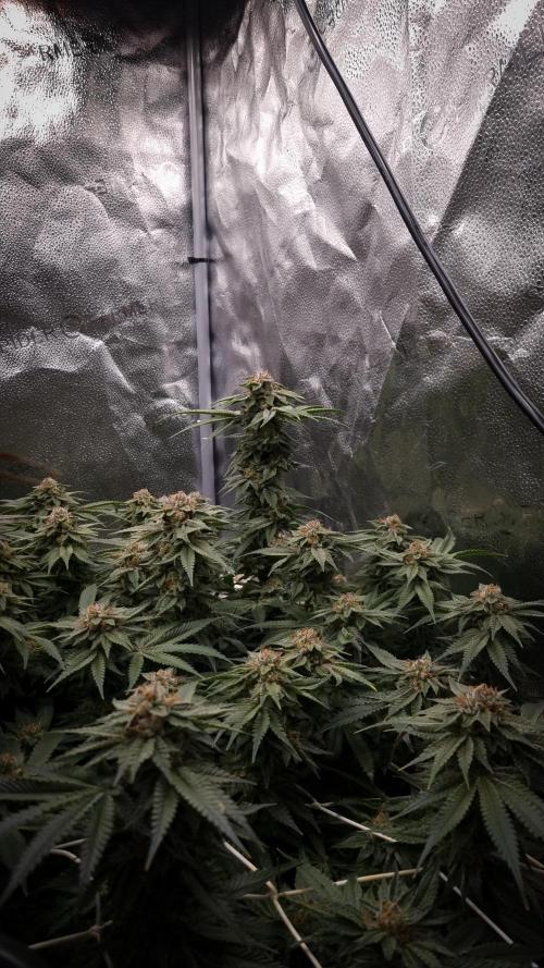 Sherbelato Cake #2 Dutch Passion SOIL. Week 16 - Day 49